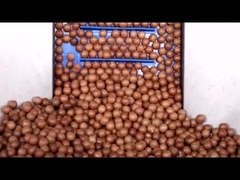 Macadamia's sortering_30s