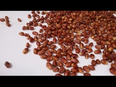 Palmdattelsorteermachine