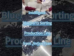 Blauwe bessensorteerlijn van JGY