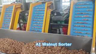 Walnoot Kernel Multi-grade sorteermachine, aangedreven door AI, hoge nauwkeurigheid, arbeidsbesparend ④