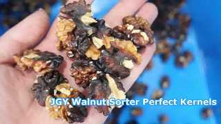 JGY Walnootpittensorteermachine Multi-Grade met 1 doorgang ③